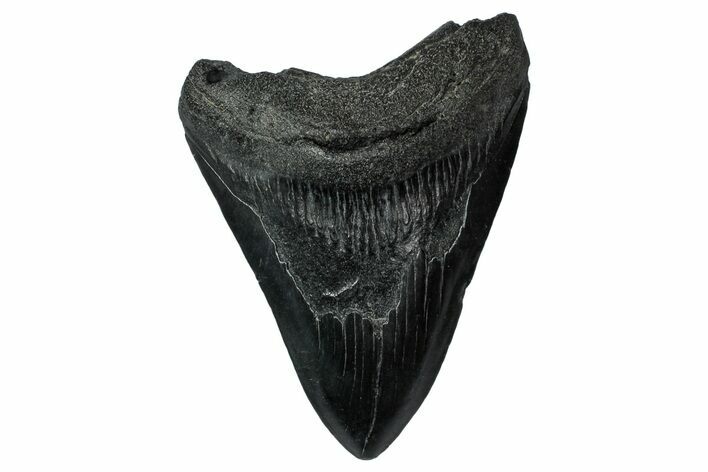 Fossil Megalodon Tooth - South Carolina #340147